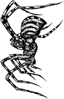 Spider