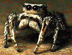 Jumping Spider
