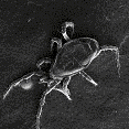 Dust Mite