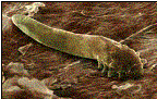 Eyelash Mite